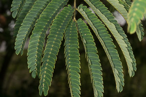Albizia julibrissin (silktree, Persian silktree, pink silktree, mimosa tree)