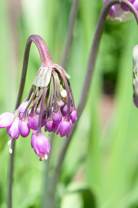 Allium cernuum (nodding onion)