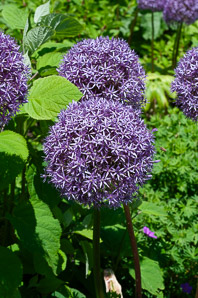 Allium giganteum (ornamental onion)