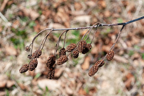 Alnus viridis (green alder, mountain alder, Sitka alder, Siberian alder)