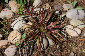 Aloe L. (aloe)