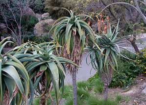 Aloe L. (aloe)