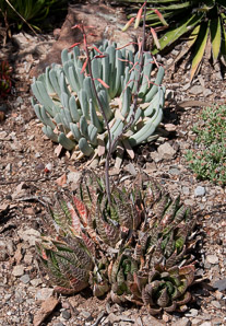 Aloe L. (aloe)