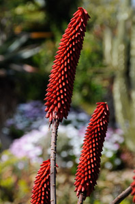 Aloe excelsa (Zimbabwe aloe)