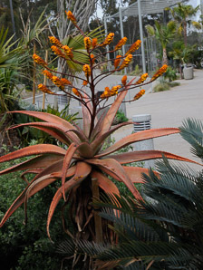 Aloe marlothii (flat-flowered aloe, bergaalwyn, mountain aloe)