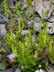 Ambrosia artemisiifolia (common ragweed, ragweed, bitterweed, annual ragweed, roman-wormwood, blackweed, carrot weed, hay fever weed, stammerwort, stickweed, tassel weed, American wormwood)