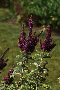 Amorpha canescens (leadplant, false indigo, leadplant amorpha, downy indigobush, prairie shoestrings, buffalo bellows)