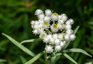 Anaphalis margaritacea (pearly everlasting, western pearly everlasting)