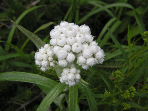 Anaphalis margaritacea (pearly everlasting, western pearly everlasting)