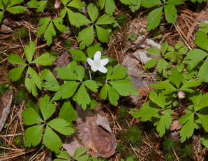 Anemone quinquefolia (wood anemone)