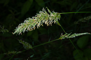 Anthoxanthum odoratum (sweet vernal grass, sweet vernalgrass)