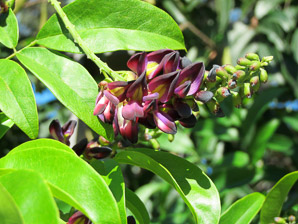 Apios americana (potato bean, groundnut, hopniss, Indian potato, bog potato, Virginia potato, wild potato, wild sweet potato)