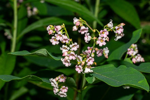 Apocynum cannabinum (dogbane, amy root, hemp dogbane, prairie dogbane, Indian hemp, rheumatism root, wild cotton, Indianhemp)