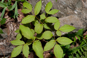 Aralia nudicaulis (wild sarsaparilla)