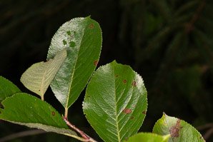 Aronia melanocarpa (black chokeberry)