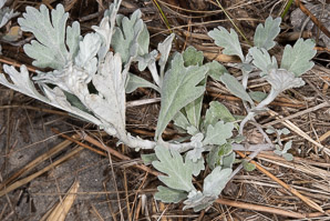 Artemisia stelleriana (hoary mugwort, Dusty Miller, beach wormwood, oldwoman)
