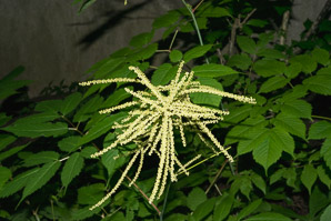 Aruncus dioicus (goat’s beard, bride’s feathers)