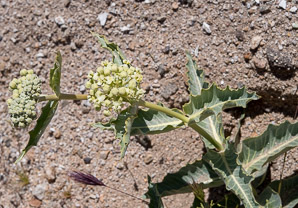 Asclepias erosa (desert milkweed)