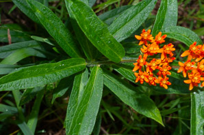 Asclepias tuberosa (butterfly milkweed, butterflyweed, orange milkweed, pleurisy root)