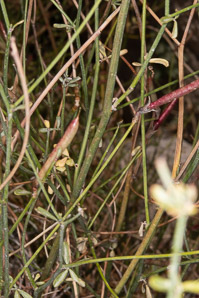 Astragalus convallarius (lesser rushy milkvetch)