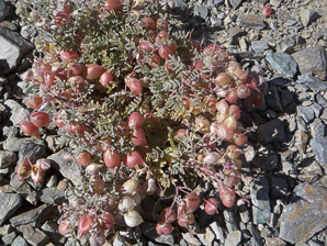 Astragalus gilmanii (Gilman’s milk vetch, Gilman’s milkvetch)
