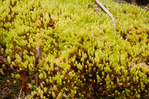 Aulacomnium palustre (bog groove-moss, ribbed bog moss, aulacomnium moss)