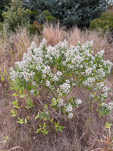Baccharis halimifolia (eastern baccharis, groundsel bush, sea myrtle, saltbush, eastern false willow, silverling, high-tide-bush, mulletbush, waterbush, mangler, consumption-weed, winter-willow)
