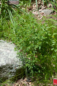 Baptisia tinctoria (wild indigo, yellow false indigo, horseflyweed, rattleweed)