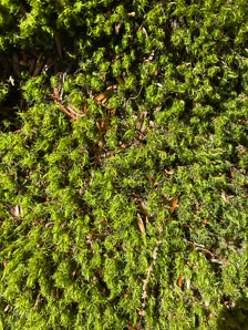 Bartramia pomiformis (common apple-moss, apple moss, bartramia moss)