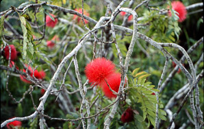 Calliandra haematocephala (red powder puff, stickpea)