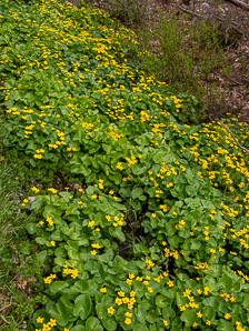 Caltha palustris (marsh marigold, kingcup, yellow marsh marigold)