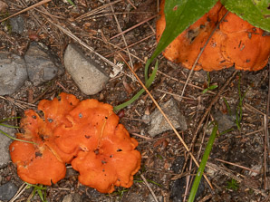 Cantharellus cinnabarinus (cinnabar chanterelle, apricot chanterelle)