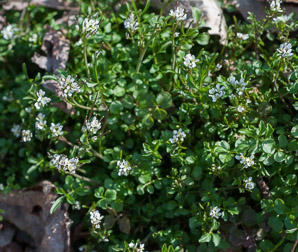 Cardamine hirsuta (hairy bittercress, pepperweed, shotweed, snapweed)