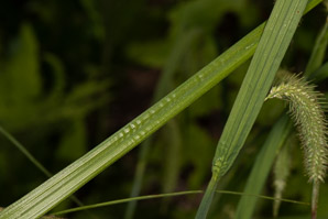Carex pseudocyperus (cyperus sedge, hop sedge, cypress-like sedge)