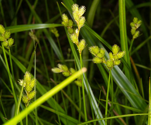 Carex scoparia (pointed broom sedge, broom sedge)