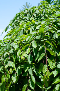 Carpinus betulus (weeping european hornbeam)