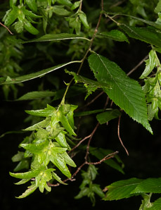 Carpinus caroliniana (American hornbeam, ironwood, musclewood)