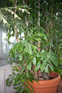 Caryota mitis (fishtail palm, Burmese fishtail palm)