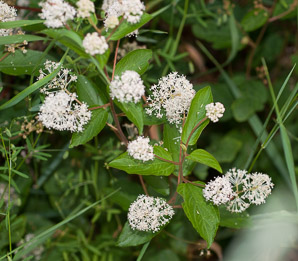Ceanothus americanus (New Jersey tea, red root, wild snowball, mountain sweet)