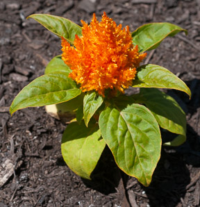 Celosia L. (cockscomb, cock’s comb)
