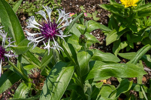 Centaurea lugdunensis