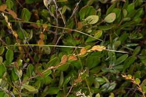 Chamaedaphne calyculata (leatherleaf)