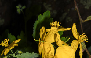 Chelidonium majus (greater celandine, celandine)