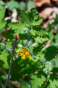 Chelidonium majus (greater celandine, celandine)
