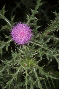 Cirsium vulgare (bull thistle)