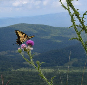 Cirsium vulgare (bull thistle)