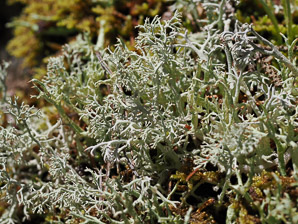 Cladina rangiferina (gray reindeer lichen, reindeer lichen, reindeer moss, greygreen reindeer lichen)