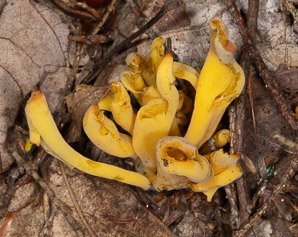 Clavulinopsis fusiformis (golden spindles)