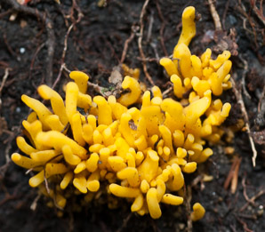 Clavulinopsis fusiformis (golden spindles)