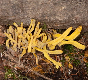 Clavulinopsis fusiformis (golden spindles)